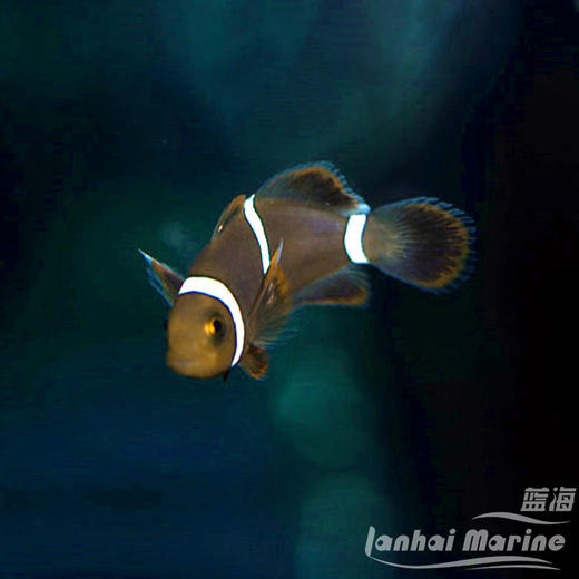 人工透红小丑 断纹 商品图7