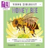 【中商原版】Young Zoologist：Honey Bee 小动物家：蜜蜂 英文原版进口 儿童百科绘本 动物科普知识图书 精装知识绘本童书 商品缩略图0