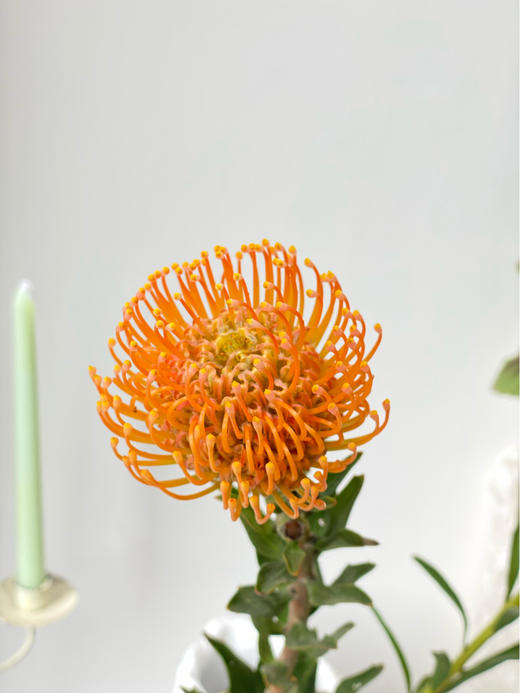 【周四秒杀】南非进口针垫2枝69.8元 商品图2