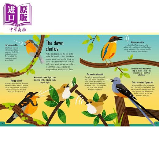 【中商原版】Young Zoologist：Birds 小动物家：飞鸟 英文原版 进口图书 儿童科普绘本 动物知识百科图画书 精装精品故事书 商品图2