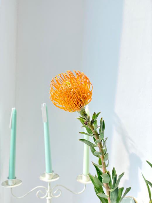 【周四秒杀】南非进口针垫2枝69.8元 商品图1