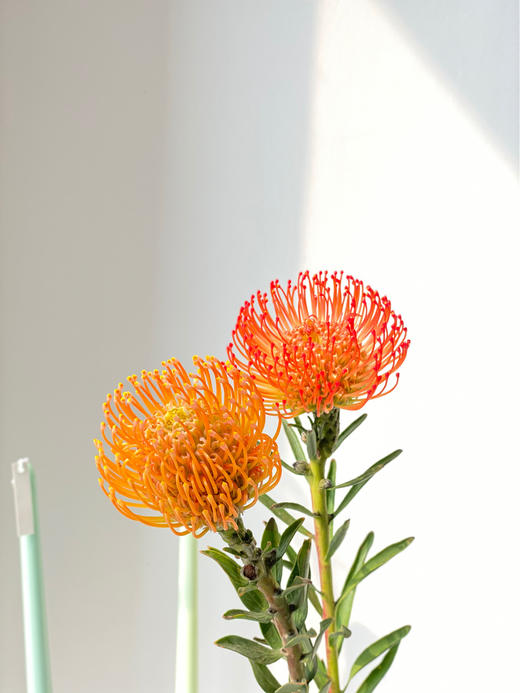 【周四秒杀】南非进口针垫2枝69.8元 商品图0