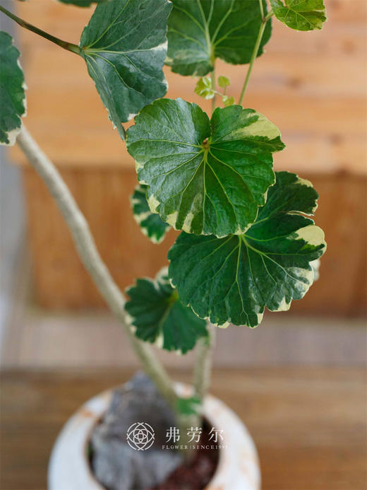 水彩盆福禄桐 商品图1