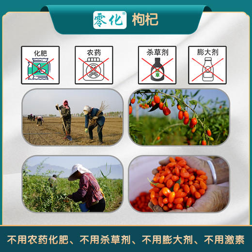 零化枸杞先锋镇枸杞特优级枸杞520g 商品图4