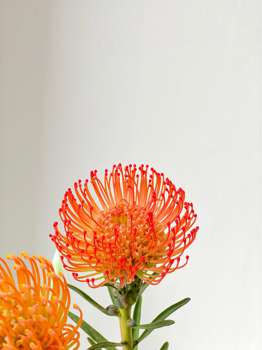 【周四秒杀】南非进口针垫2枝69.8元 商品图3