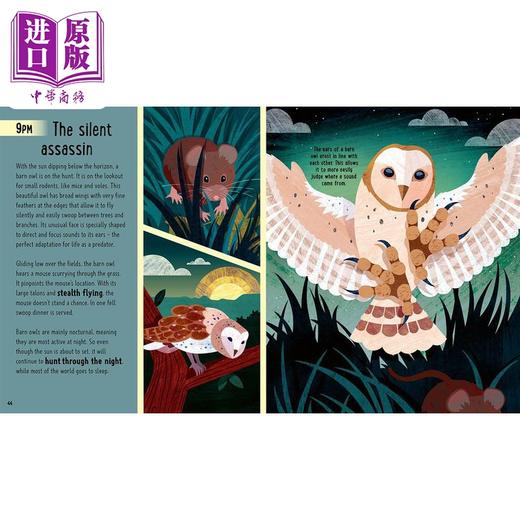 【中商原版】Young Zoologist：Birds 小动物家：飞鸟 英文原版 进口图书 儿童科普绘本 动物知识百科图画书 精装精品故事书 商品图3