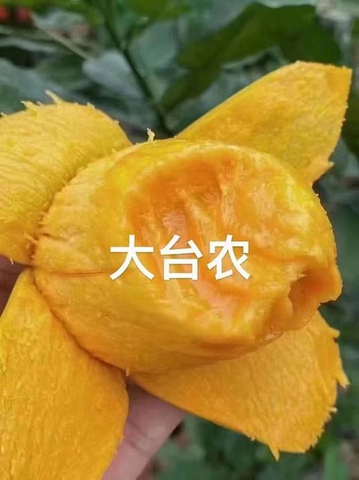 广西百色台农芒果10斤装（现摘现发） 商品图0