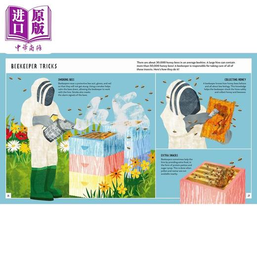 【中商原版】Young Zoologist：Honey Bee 小动物家：蜜蜂 英文原版进口 儿童百科绘本 动物科普知识图书 精装知识绘本童书 商品图2