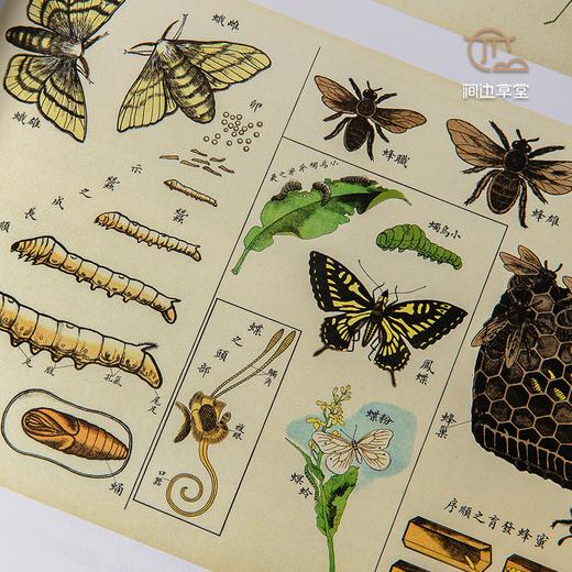 【绝版好书】草蟲捉迷藏 商品图5