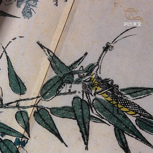 【绝版好书】草蟲捉迷藏 商品图6