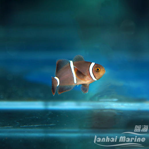 人工透红小丑 断纹 商品图8