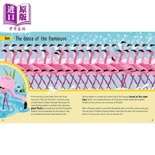 【中商原版】Young Zoologist：Birds 小动物家：飞鸟 英文原版 进口图书 儿童科普绘本 动物知识百科图画书 精装精品故事书 商品图1