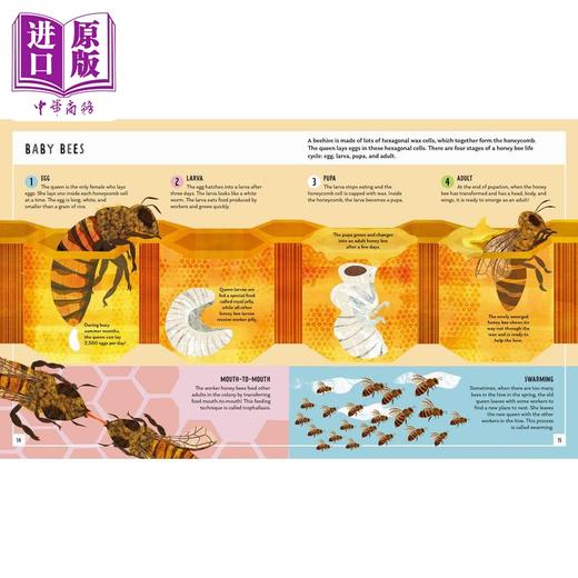 【中商原版】Young Zoologist：Honey Bee 小动物家：蜜蜂 英文原版进口 儿童百科绘本 动物科普知识图书 精装知识绘本童书 商品图1