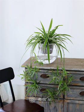 玻璃球水培吊兰