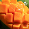 生态椰香芒果 | 合作生产 *Eco-Yexiang mango | Coproduction 商品缩略图3