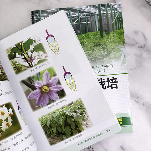 图说蔬菜无土栽培关键技术 商品图5