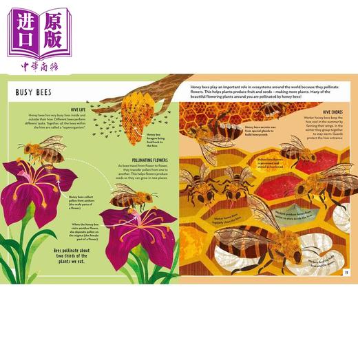 【中商原版】Young Zoologist：Honey Bee 小动物家：蜜蜂 英文原版进口 儿童百科绘本 动物科普知识图书 精装知识绘本童书 商品图3
