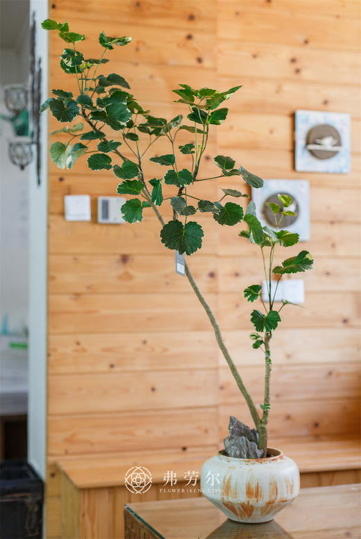 水彩盆福禄桐 商品图0