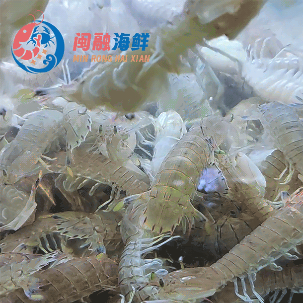 鲜活膏虾姑(皮皮虾) /斤