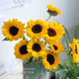 【黑心中花向日葵】3支/份