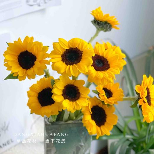 【黑心中花向日葵】3支/份 商品图0