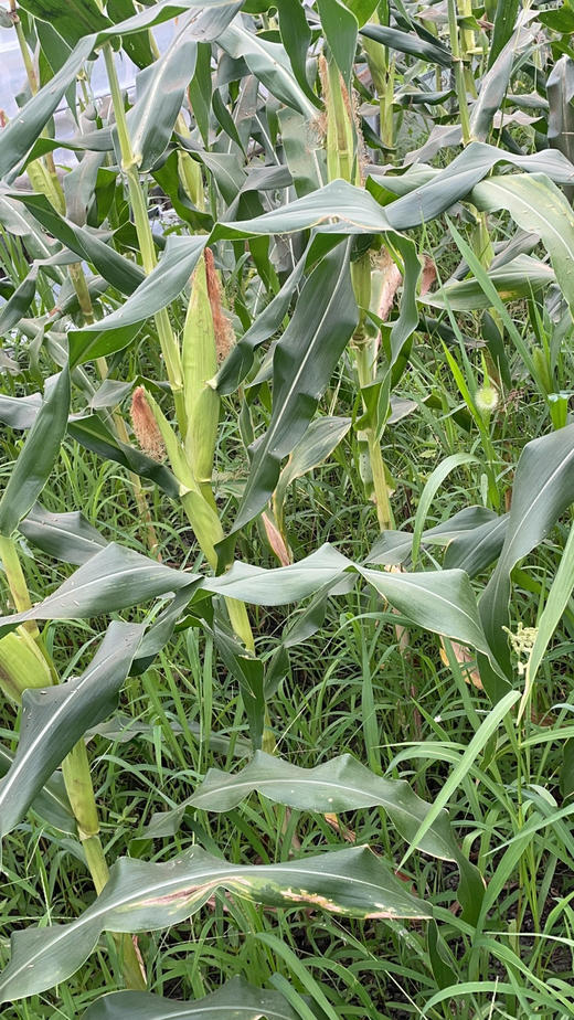 阿林有机白糯玉米12枚 商品图3