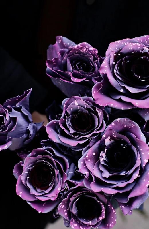 【周四秒杀】厄瓜多尔进口月光漫步玫瑰1枝49.8元 商品图2