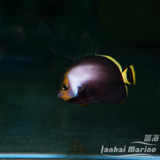 黑宝马 商品图5