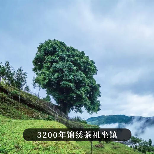 【茶祖锦绣】2023年茶祖周边片区资源与茶祖同根同源蕞接近茶祖的口感滋味千年以上古树纯料拍5发6拍10发12 商品图5