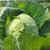 生态山西圆白菜（包菜） | 合作生产*Ecological Cabbage | Coproducted 商品缩略图0
