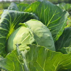 生态山西圆白菜（包菜） | 合作生产*Ecological Cabbage | Coproducted