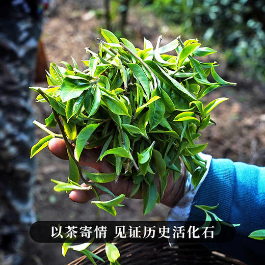【茶祖锦绣】2023年茶祖周边片区资源与茶祖同根同源蕞接近茶祖的口感滋味千年以上古树纯料拍5发6拍10发12 商品图9