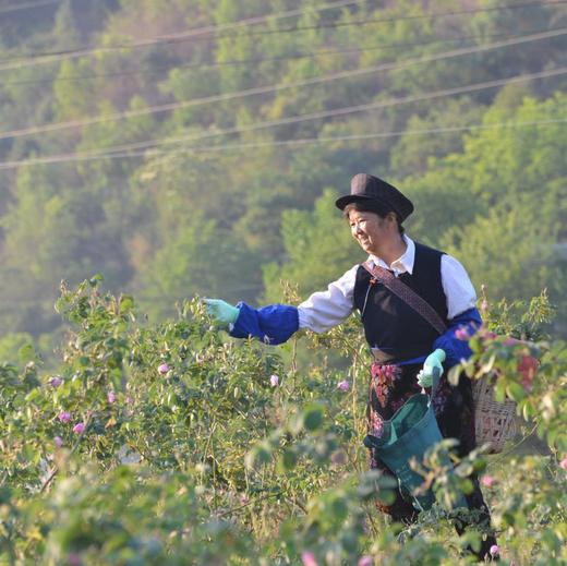 【大马士革玫瑰花茶】大理有机种植 /头水花/冻干花茶/新货包邮 商品图11