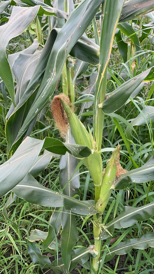 阿林有机白糯玉米12枚 商品图4