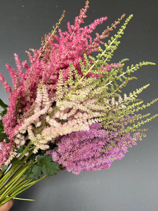 【清新淡雅】国产落新妇  浅粉色  9-10枝/扎 商品图2