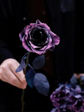 【周四秒杀】厄瓜多尔进口月光漫步玫瑰1枝49.8元