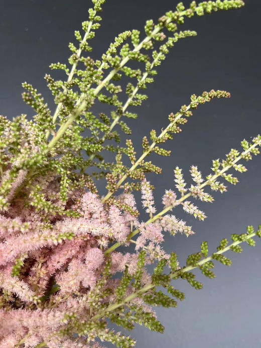 【清新淡雅】国产落新妇  浅粉色  9-10枝/扎 商品图1