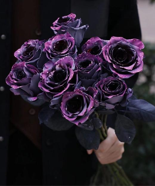 【周四秒杀】厄瓜多尔进口月光漫步玫瑰1枝49.8元 商品图1