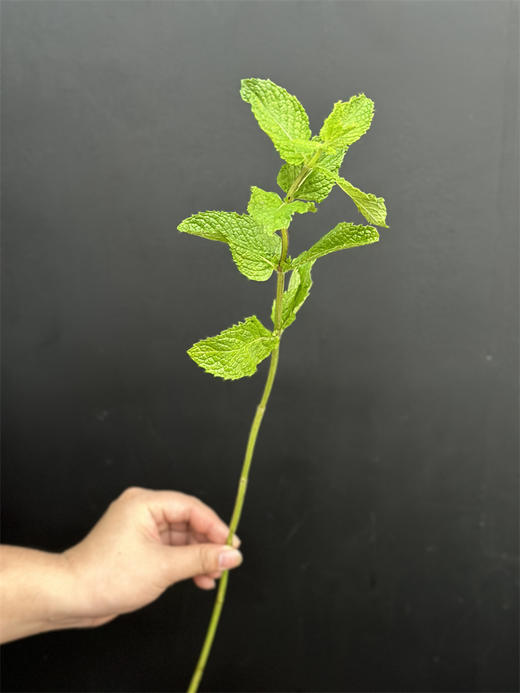 薄荷叶鲜切8支有香味 商品图3