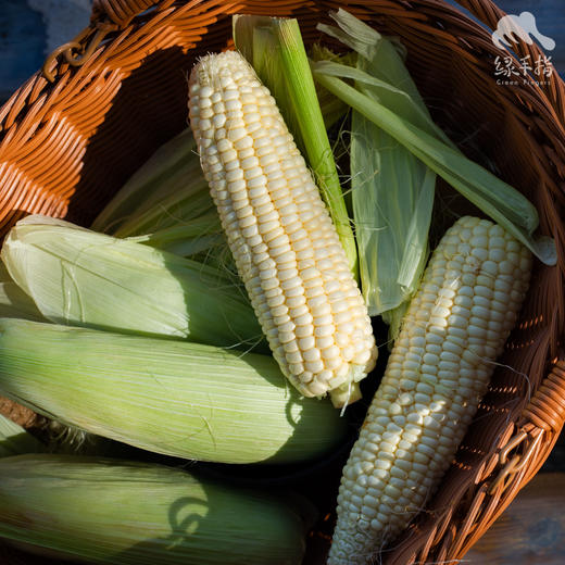 生态新津水果玉米 | 合作生产*Eco-Fruit corn  | Coproduction 商品图0