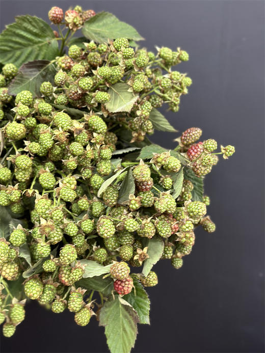 果实类花材树莓枝条1扎 商品图1