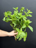 薄荷叶鲜切8支有香味 商品缩略图2