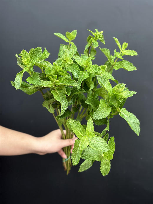 薄荷叶鲜切8支有香味 商品图2
