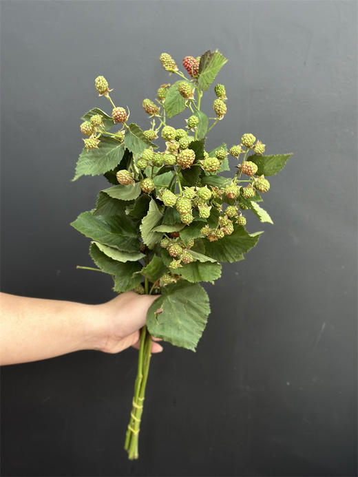 果实类花材树莓枝条1扎 商品图3