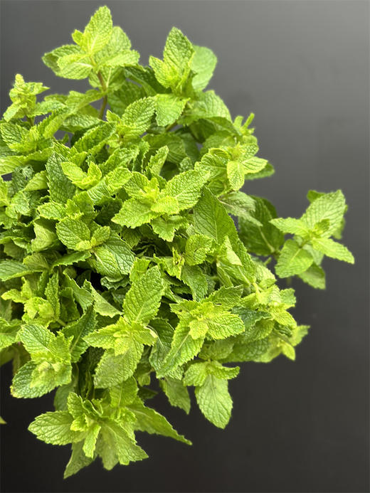 薄荷叶鲜切8支有香味 商品图1