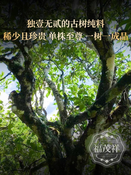 【景迈单株】茶界香妃 王者之香 首座申遗的茶山 238号茶农联合出品 2023年单株普洱茶景迈古300纯料单株普洱生茶357g饼茶 商品图2
