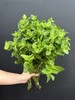 薄荷叶鲜切8支有香味 商品缩略图0