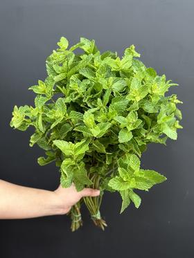 薄荷叶鲜切8支有香味