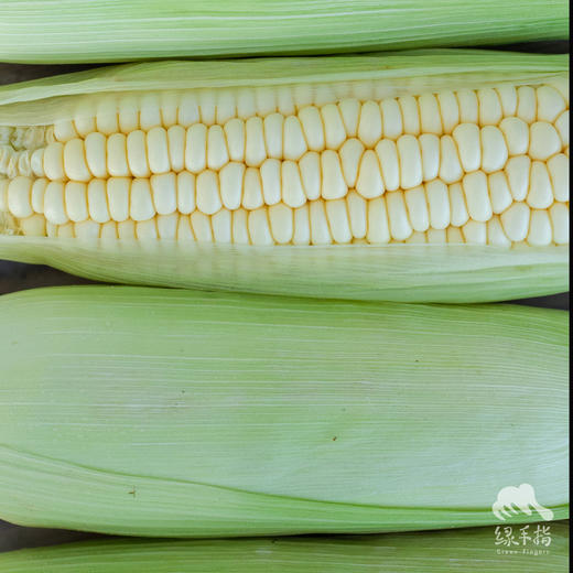 生态新津水果玉米 | 合作生产*Eco-Fruit corn  | Coproduction 商品图3