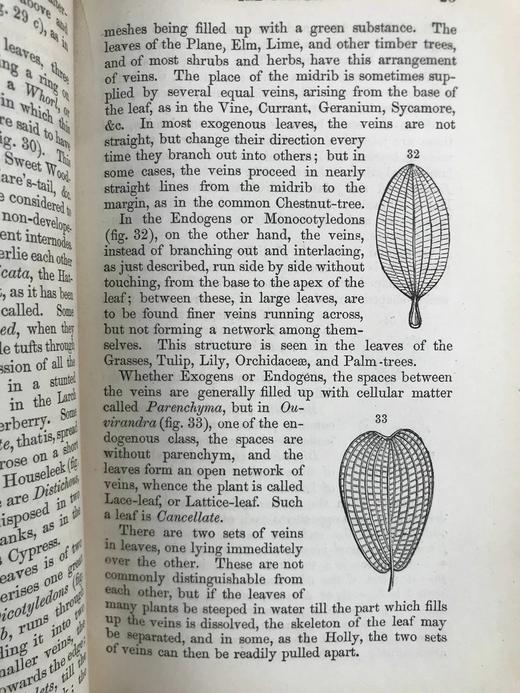 1865年 植物学原理 百余幅插图 漆布精装36开 商品图13